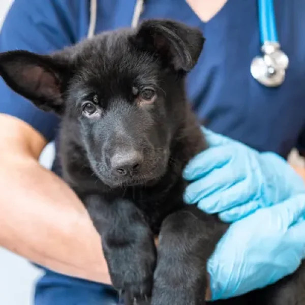 Indoor Dogs and Infectious Disease