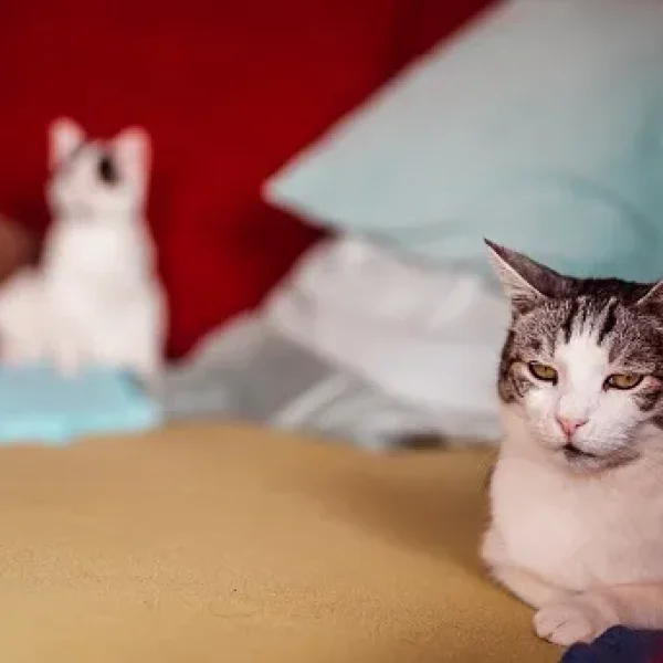 Infertility in Female Cats