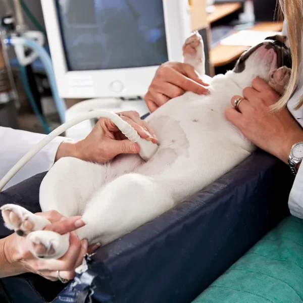 Infertility in Female Dogs