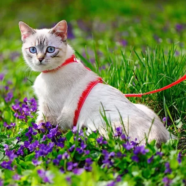 Internal Parasites in Cats
