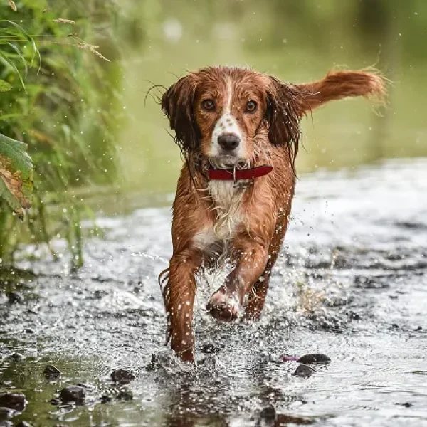 Internal Parasites in Dogs