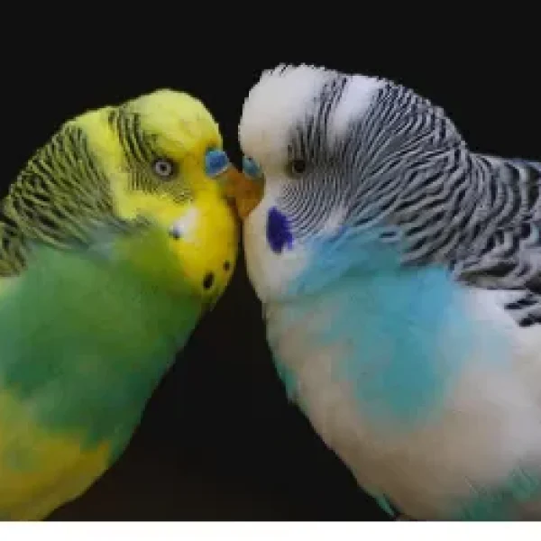 Introducing a New Pet Bird