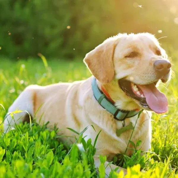 Ivermectin + Pyrantel + Praziquantel