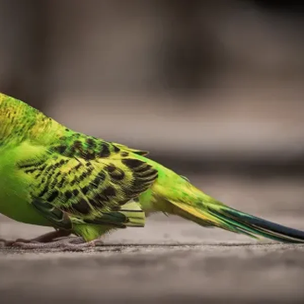 Kidney Disorders in Birds