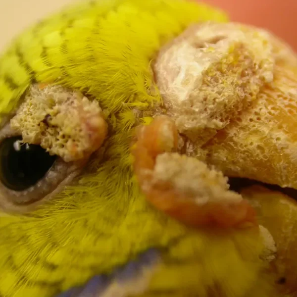 Knemidokoptic Mange or Scaly Leg and Face Disease in Birds