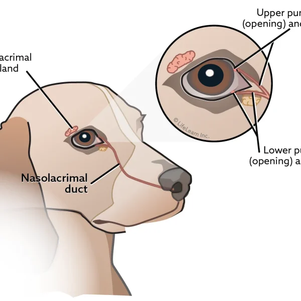 Lacrimal Duct Obstruction in Dogs