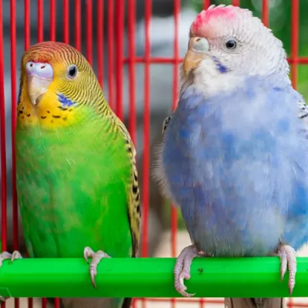 Lead Poisoning in Birds