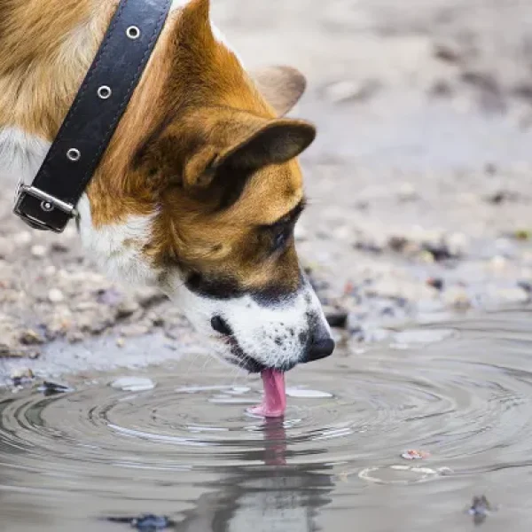 Leptospirosis in Dogs