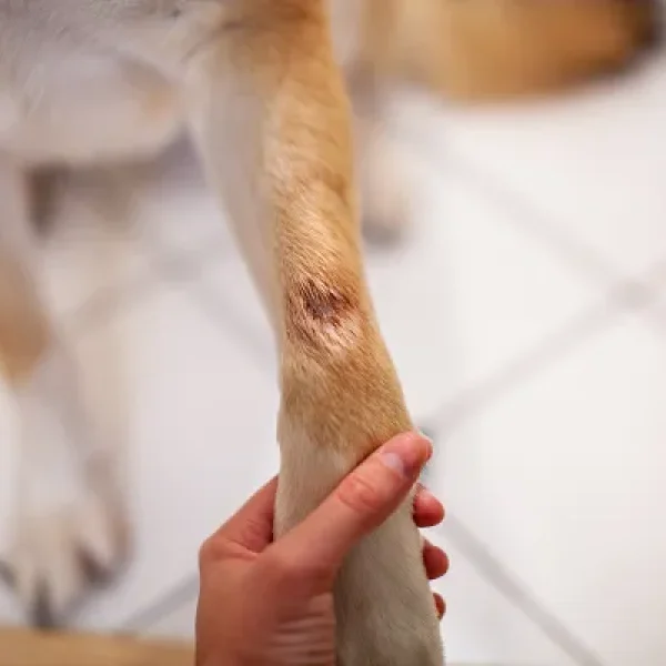 Lick Granuloma in Dogs