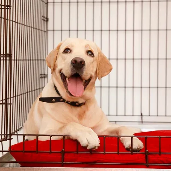 Life Skills for Pets Crate Training and Confinement for Puppies and Dogs
