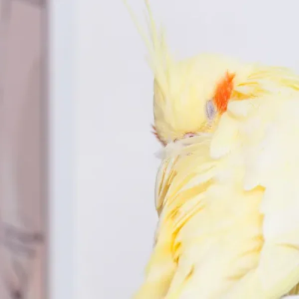 Liver Disorders in Birds