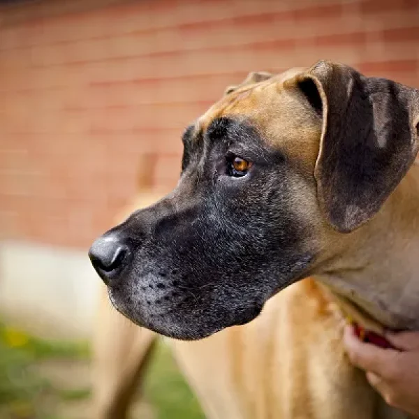 Living with a Deaf Dog