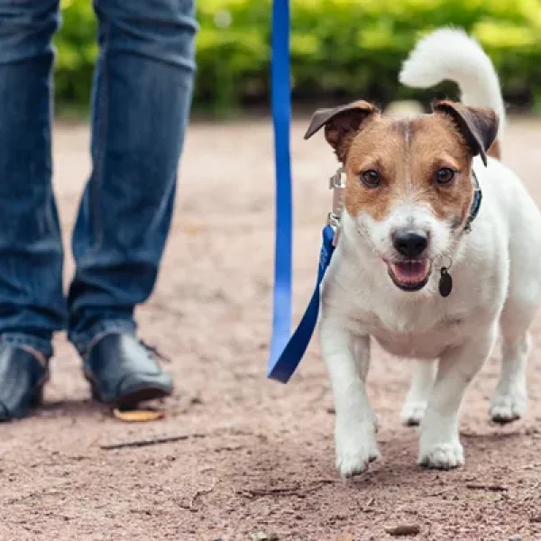 Loose Leash Walking With Dogs