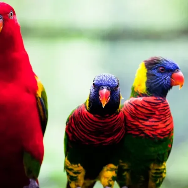 Lories and Lorikeets - General