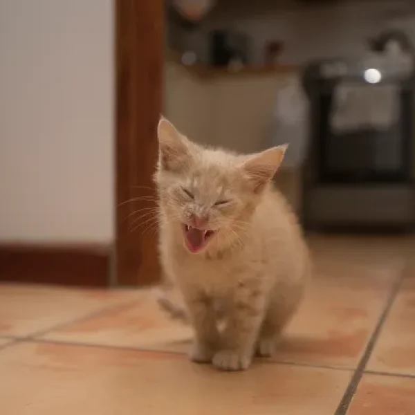 Lungworm Infections in Cats