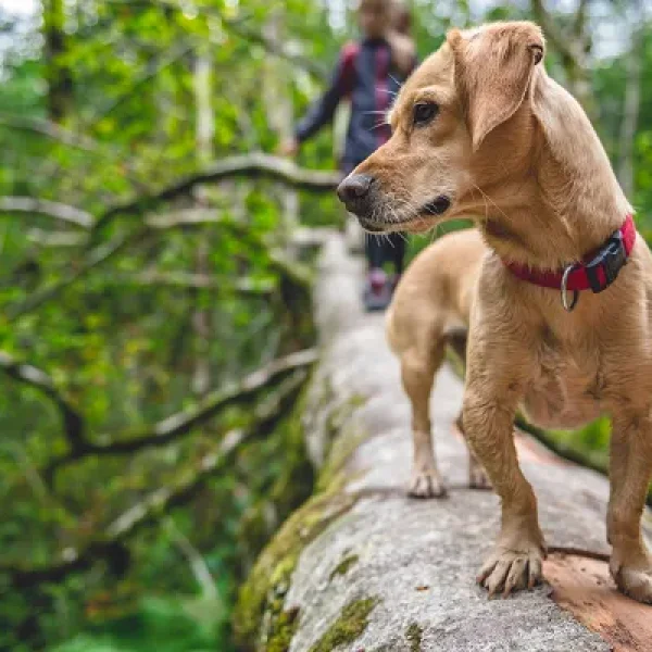 Lyme Disease in Dogss