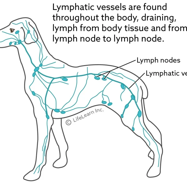 Lymphatic Vessel Tumors
