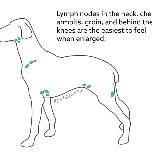 Lymphoma in Dogs