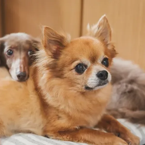 Malignant Mammary Tumors in Dogs