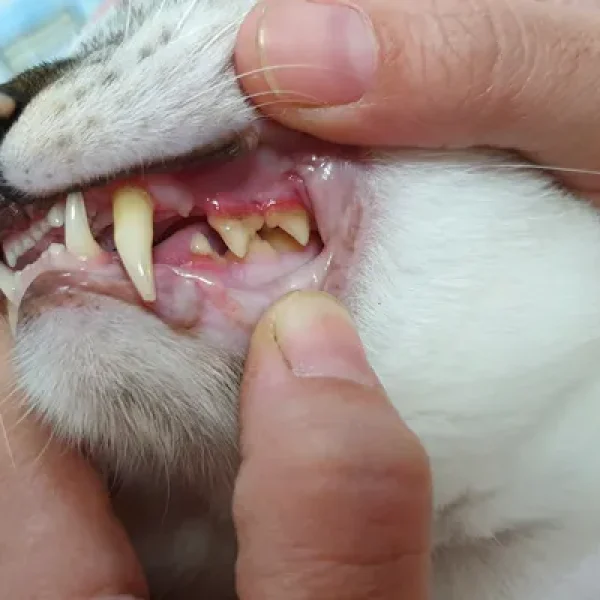 Malocclusions in Cats When Teeth Are Misaligned