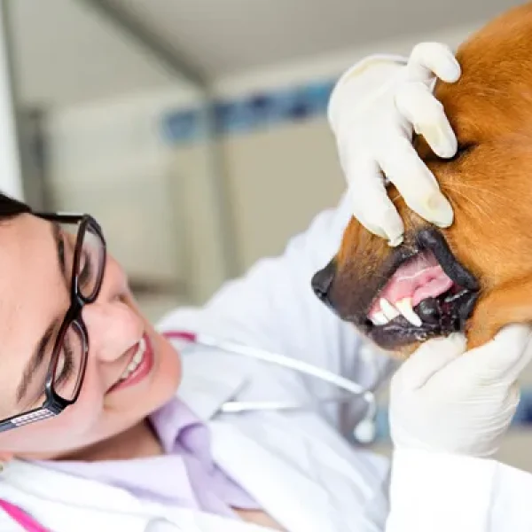 Malocclusions in Dogs When Teeth Are Misaligned