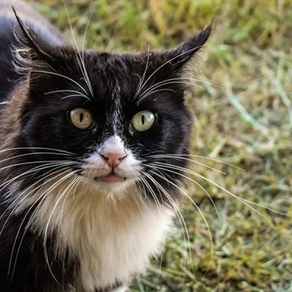 Managing Feral Cats
