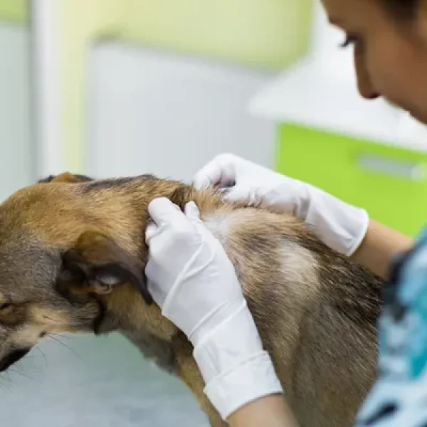 Mast Cell Tumors in Dogs