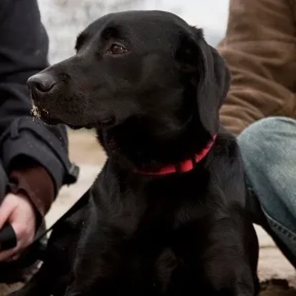 Melanomas of the Skin and Toes