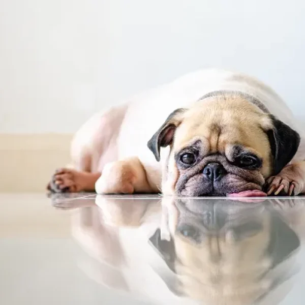 Meningoencephalitis of Unknown Origin