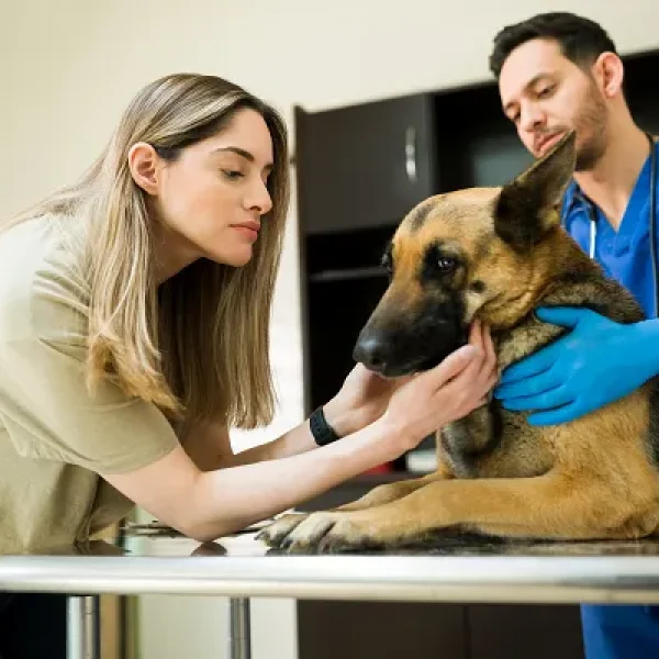 Microalbumin and Kidney Disease in Dogs