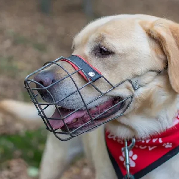 Muzzle Training for Dogs
