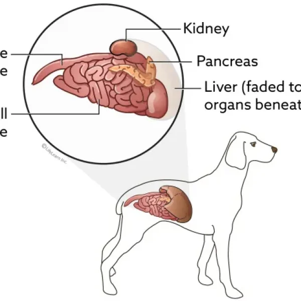 Neuroendocrine Tumors