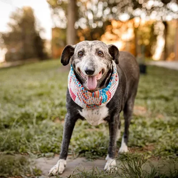 Nutraceuticals for Joint Support in Dogs with Osteoarthritis