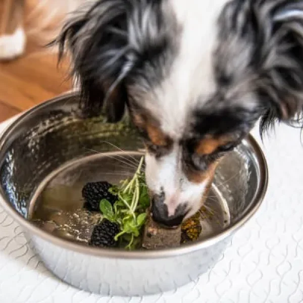 Nutrition Home Made Diets