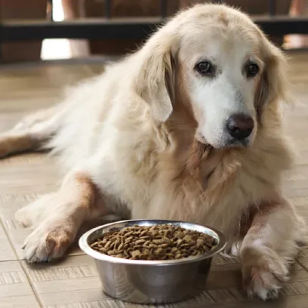 Nutrition for Dogs With Cognitive Dysfunction Syndrome (CDS)