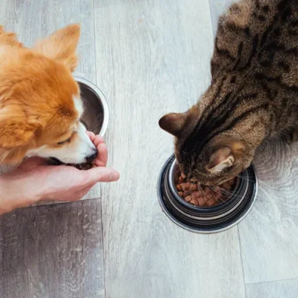 Nutrition for Dogs and Cats with Gastrointestinal Upset