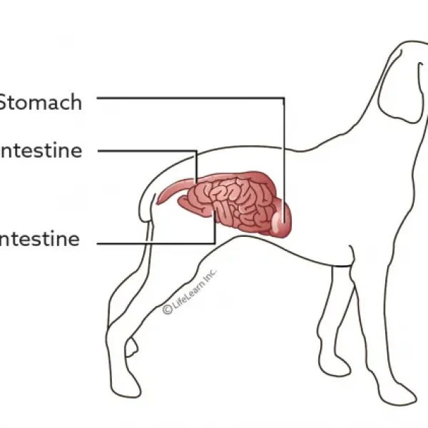 Nutrition for Dogs with Colitis