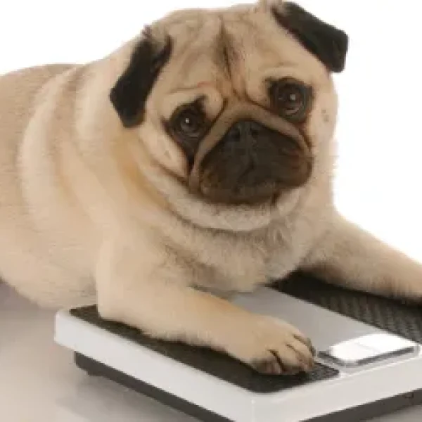 Nutrition for Dogs with Diabetes Mellitus