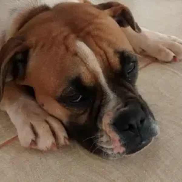 Nutrition for Inactive Adult Dogs