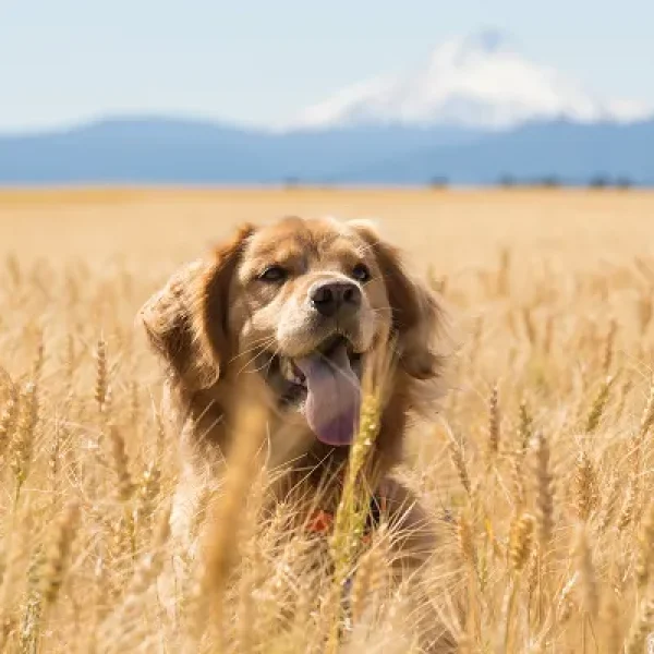 Nutritional Benefits of Corn and Grains for Dogs and Cats