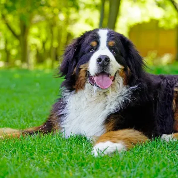Nutritional Considerations for Large and Giant Breed Dogs