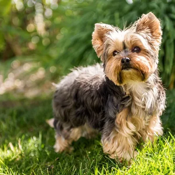 Nutritional Considerations for Toy and Small Dogs