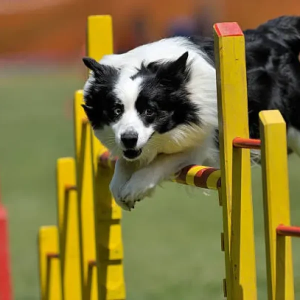 Nutritional Needs of Performance Dogs