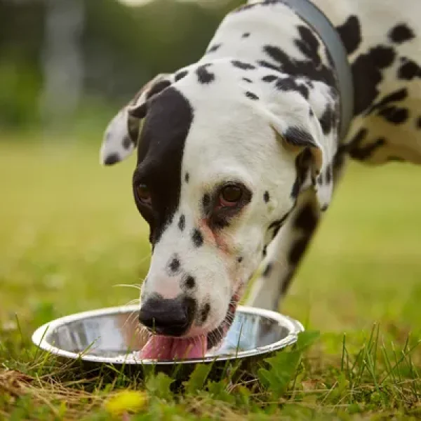 Nutritional Support for Dogs with Bladder Stones