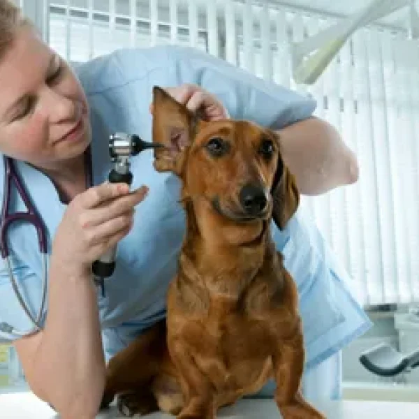 Obtaining a Veterinary Second Opinion for Your Dog