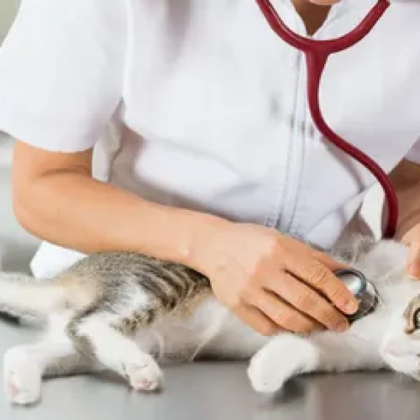 Obtaining a Veterinary Second Opinion for your Cat