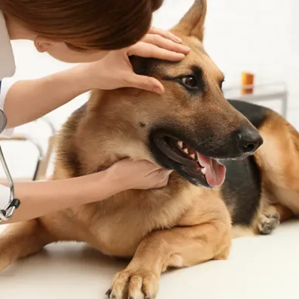 Olopatadine Ophthalmic