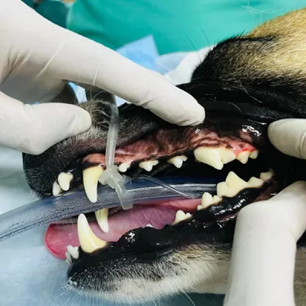 Oral Surgery in Dogs