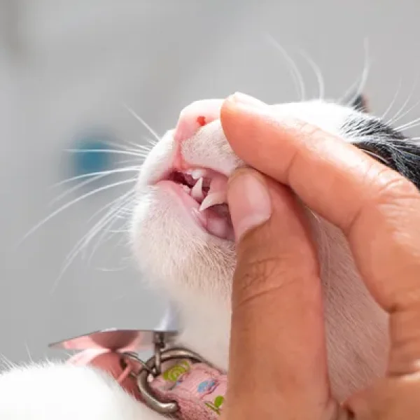Oral Swellings in Cats