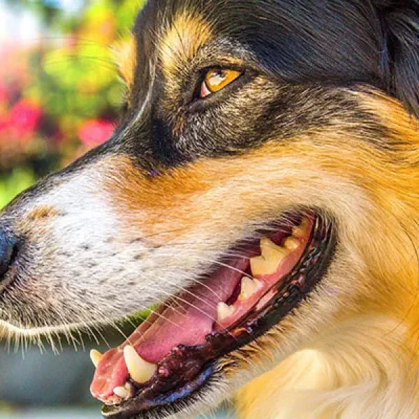 Oral Tumors Papillomas and Sarcoids